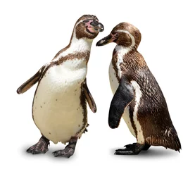 Muurstickers Pinguïns geïsoleerd op witte achtergrond © vencav