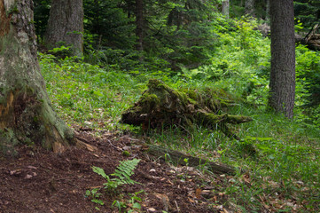 Majestic mountain landscapes of the Caucasian reserve