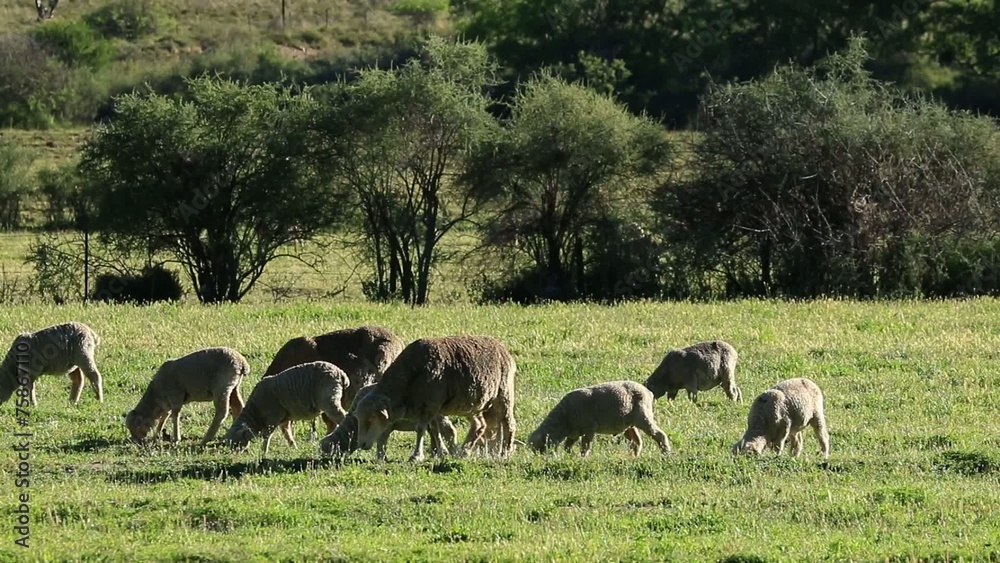 Sticker Merino sheep grazing on lush green pasture