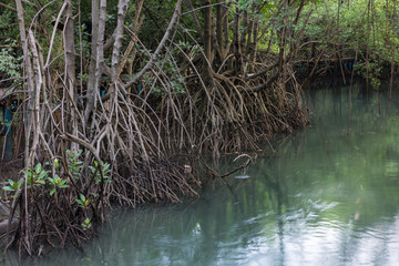 The forest mangrove