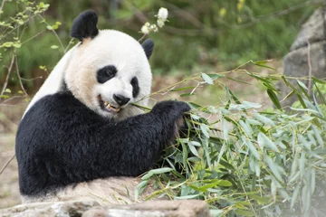 Crédence de cuisine en verre imprimé Panda panda géant en mangeant un portrait de bambou