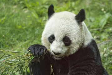Tableaux ronds sur aluminium Panda giant panda while eating bamboo portrait
