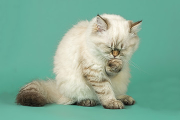 Katzen-Britisch-Kurzhaar-27061