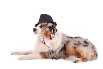 musikalischer Hund