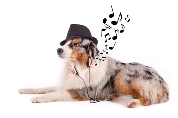 Australian Shepherd hört Musik