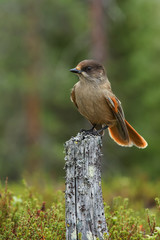 Siberian Jay sitting on a stump