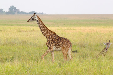 Naklejka na ściany i meble Baby giraffe near the mother