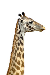 A tall Giraffe on white background
