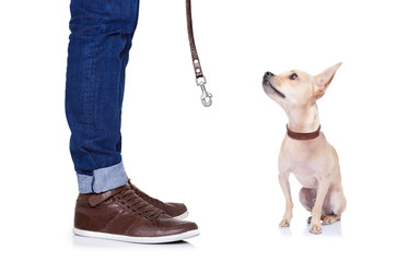dog and owner