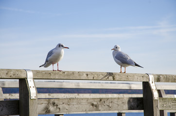 two seagulls resting on the wooden pier on a sunny day, bue sky
