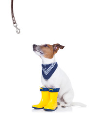 dog ready for a walk in rain