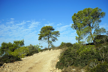 Dirt road