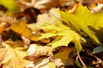 Beautiful autumn leaves closeup