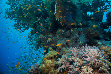 Fototapeta na wymiar Tropical Anthias fish with net fire corals
