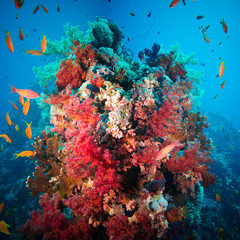 Naklejka na ściany i meble Colorful underwater reef with coral and sponges