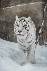 white Tiger