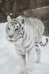 white Tiger