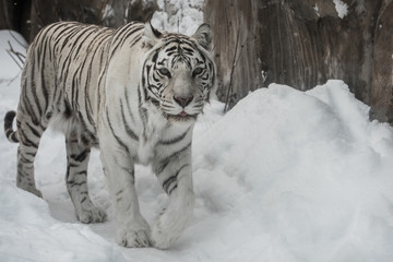 Fototapeta na wymiar white Tiger