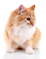 Red cat isolated on white background