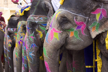 Naklejka premium Colorful hand painted elephants, Holi festival, Jaipur, Rajasthan, India 