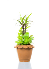 Small tree in pot isolated