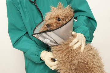 Vet and toy poodle
