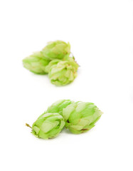 Obraz premium Hop flower green petals.