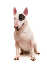 Bull terrier