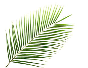 Green leaf of palm tree isolated on white