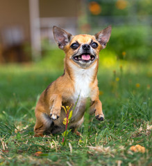 Doggie Chihuahua