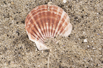 а clam on sand beach