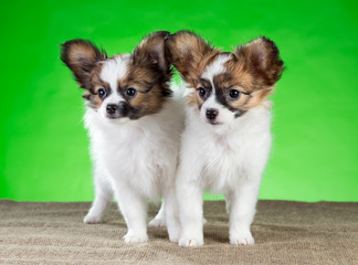 Two beautiful puppies Papillon breed