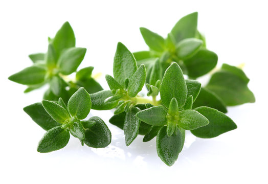 Thyme herbs