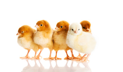 Photo of small cute chickens