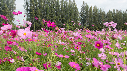 Pink flower garden