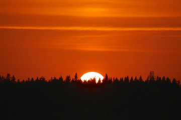 Golden sunset over a forest silhouette