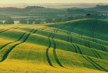 Wavy fields in Tuscany at sunrise, Italy