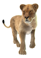Naklejka premium Lioness