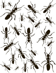 Set Ants Silhouette Vector