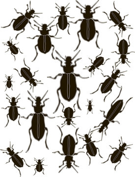 Set Bugs Silhouette Vector