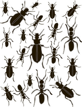 Set Bugs and Ants Silhouettes Vector