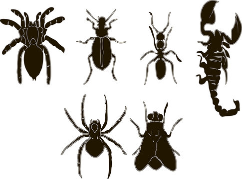 Vector - Insects icons set black and white