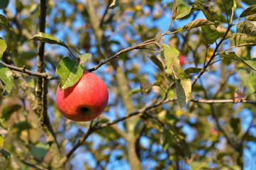 apples on tree