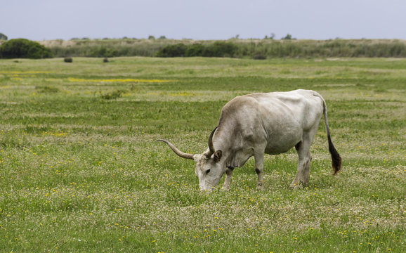 Maremmana Cow