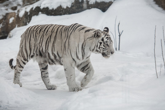 white Tiger
