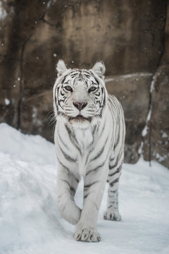 white Tiger