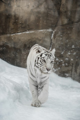 white Tiger