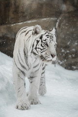 white Tiger