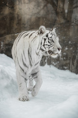 white Tiger