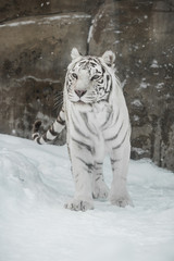 white Tiger